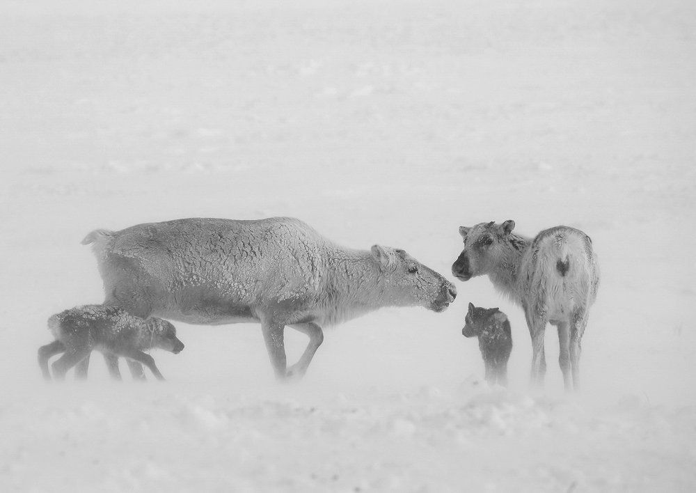 Новорожденные в тундре