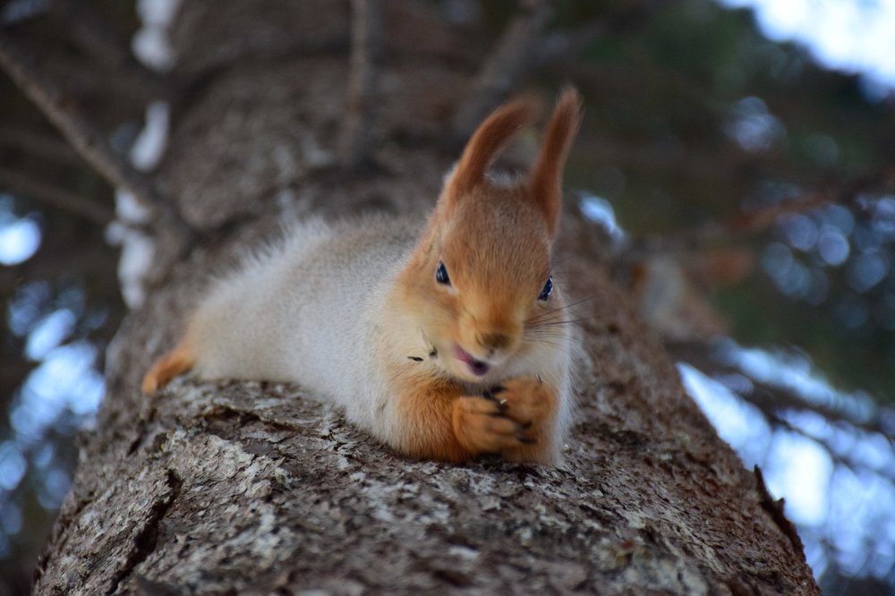 Белочка смакует