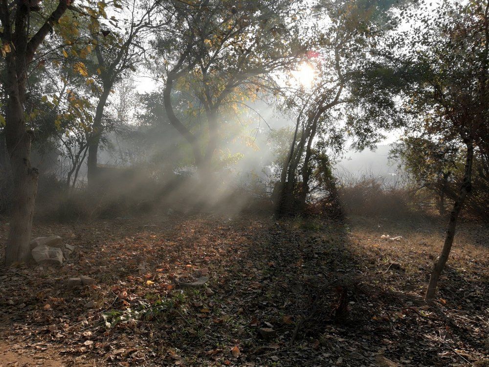 Sunlight