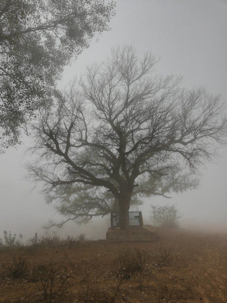 Fog