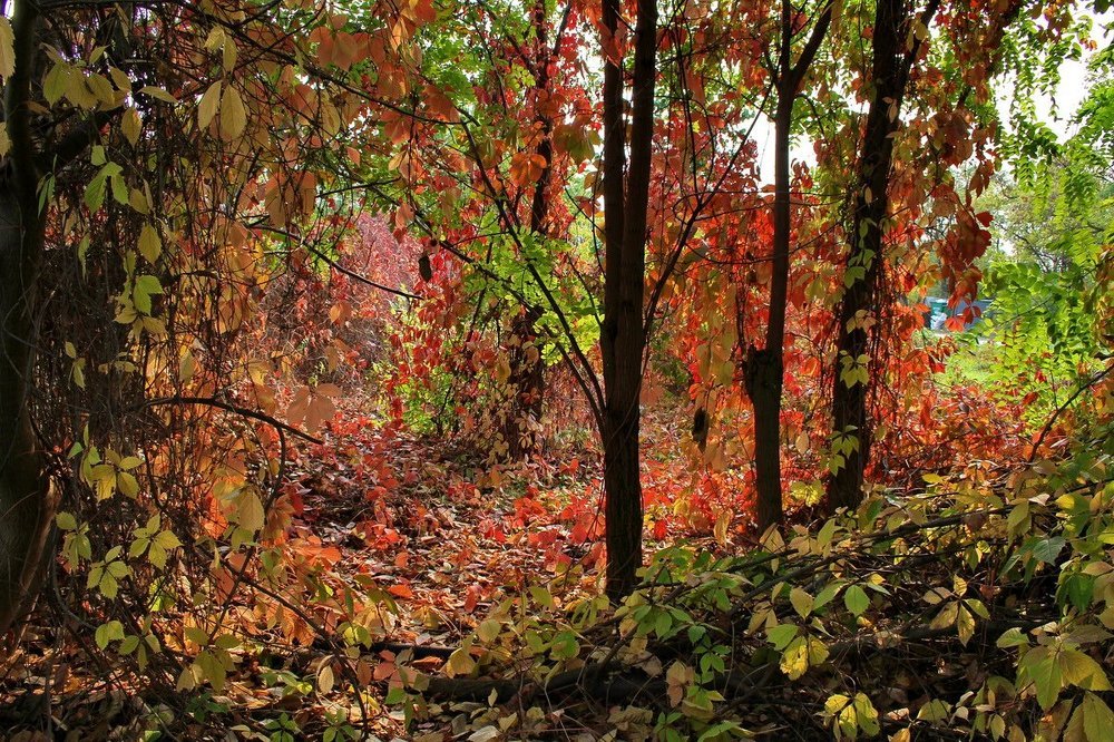 Рубиново-изумрудный уголок