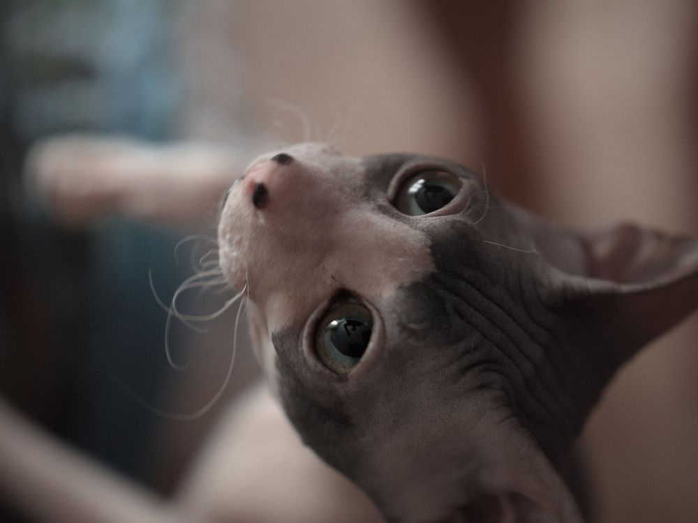 Девушка и Кот