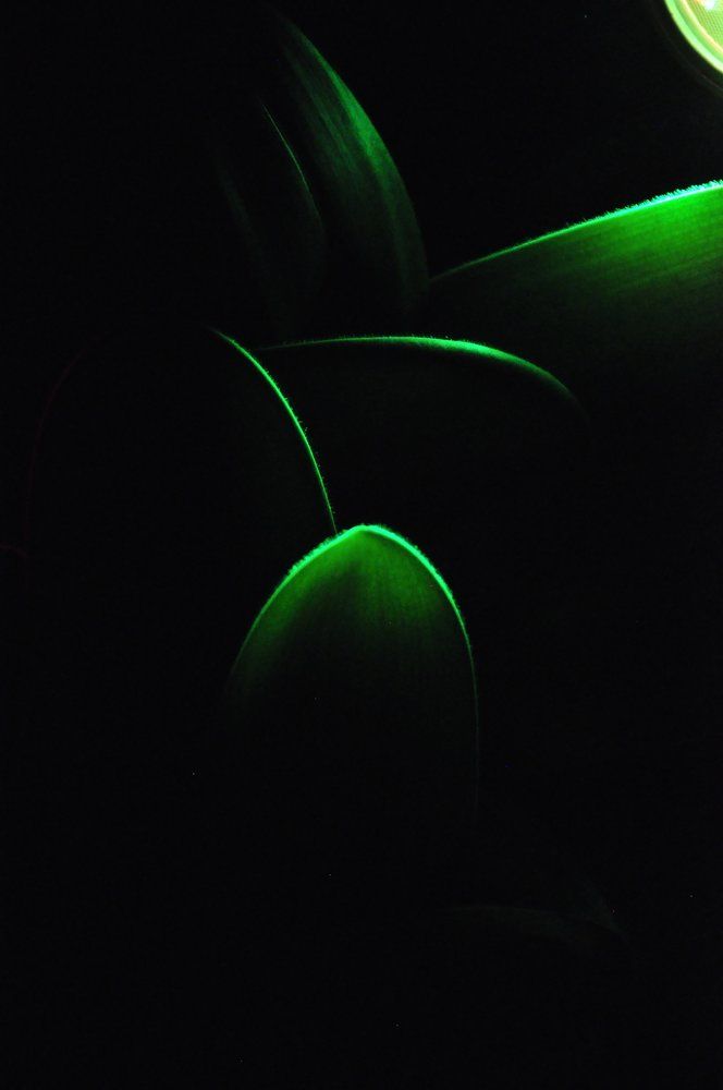 Photograph by Tiffanie Mora