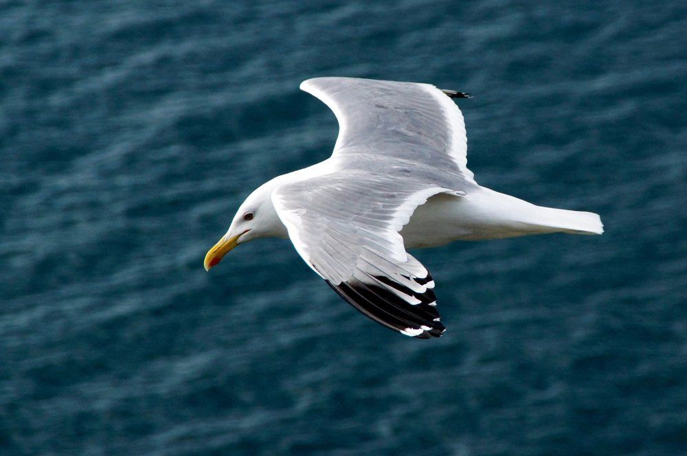 С высоты птичьего полета