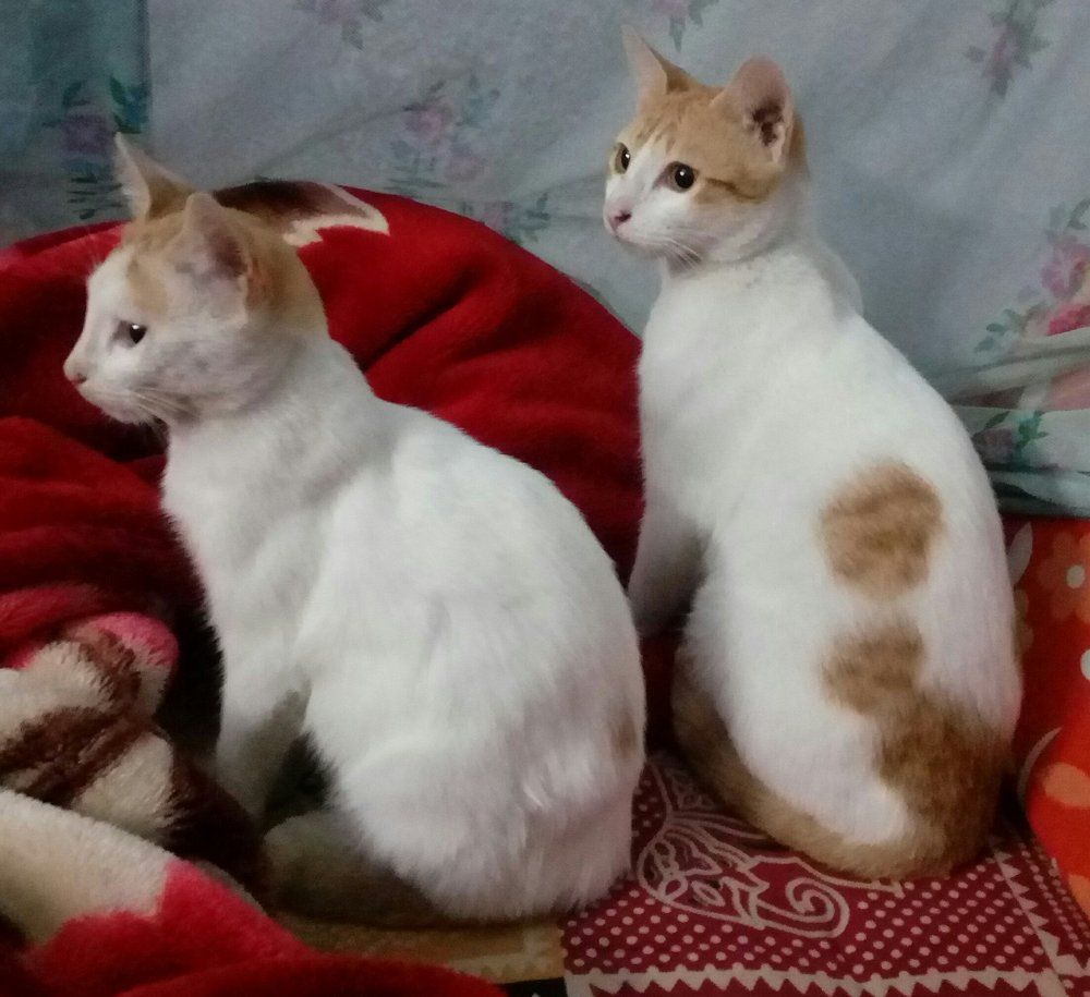 2 little kittens