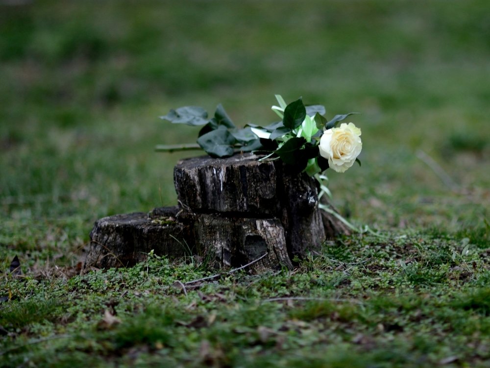 Белая роза - эмблема печали