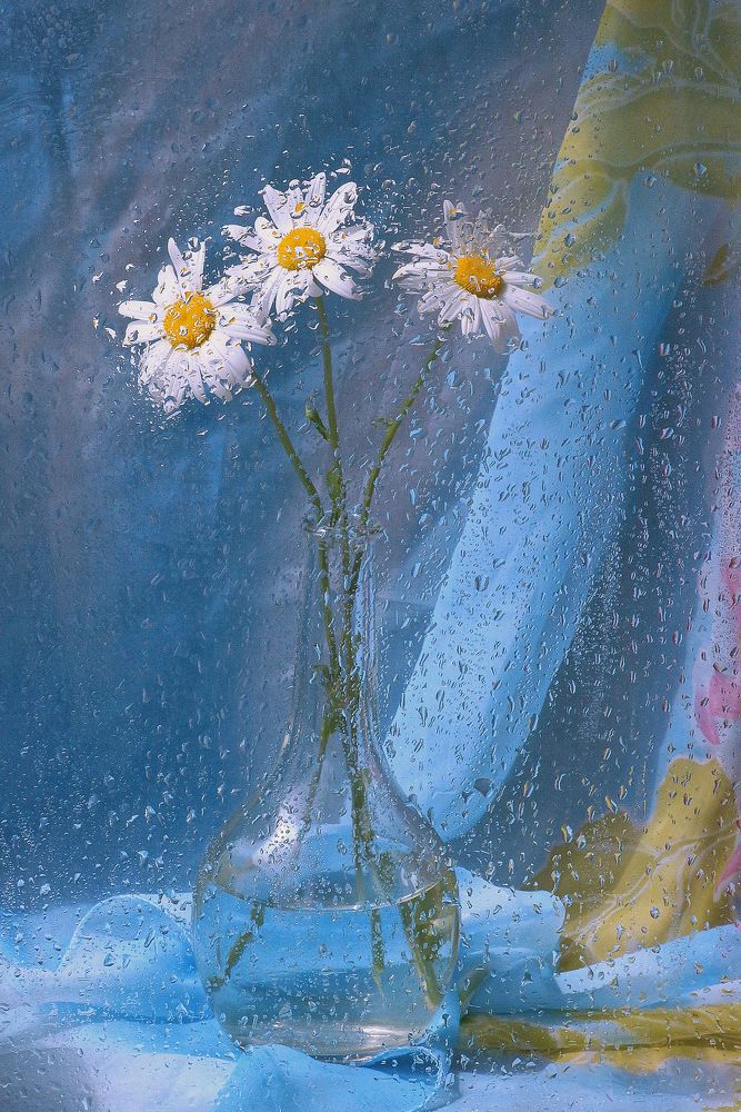 Ромашки на голубом