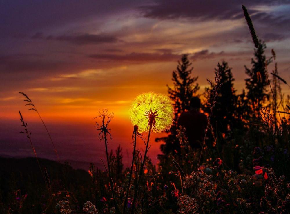 Одуванчик на закате