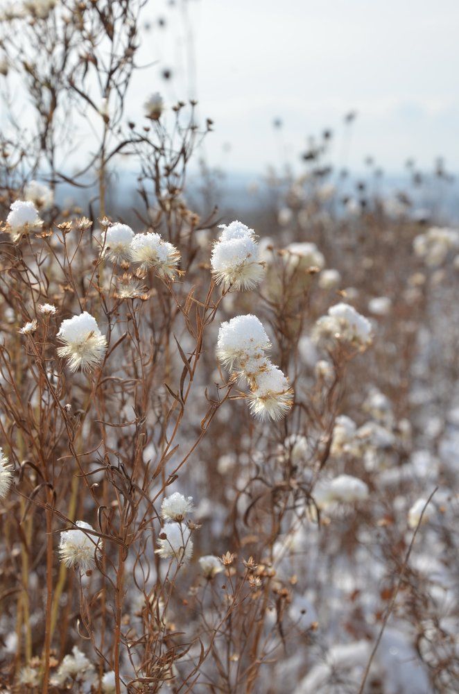 Первый снег