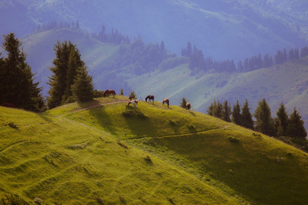 Лошади и свобода.