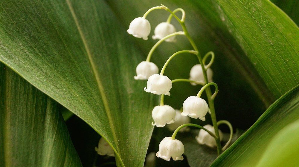 Колокольчики