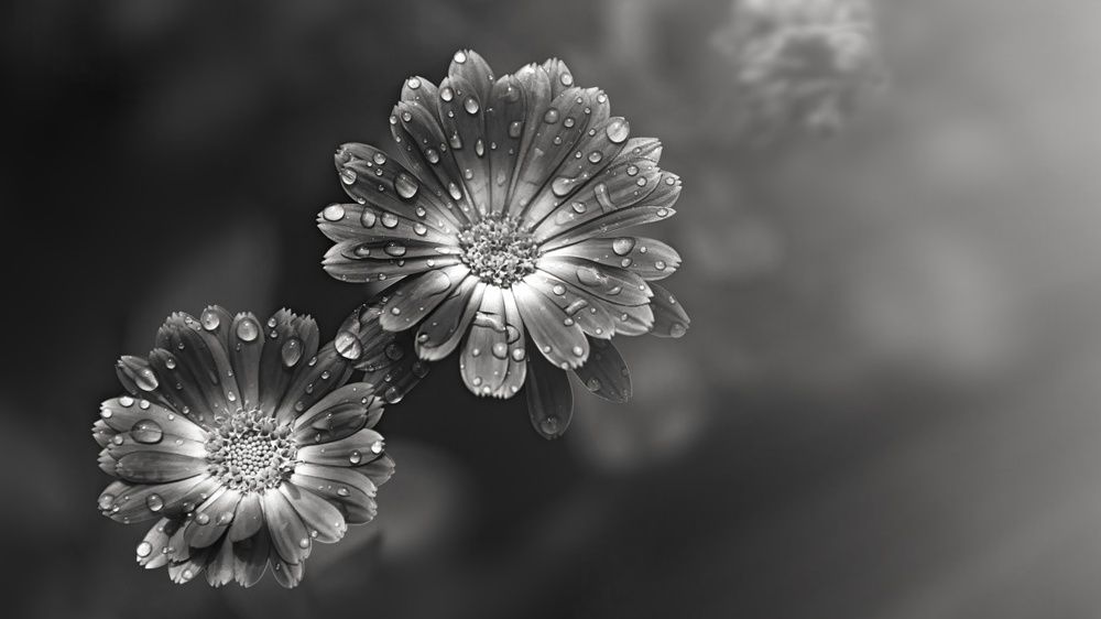 черно-белые цветы
