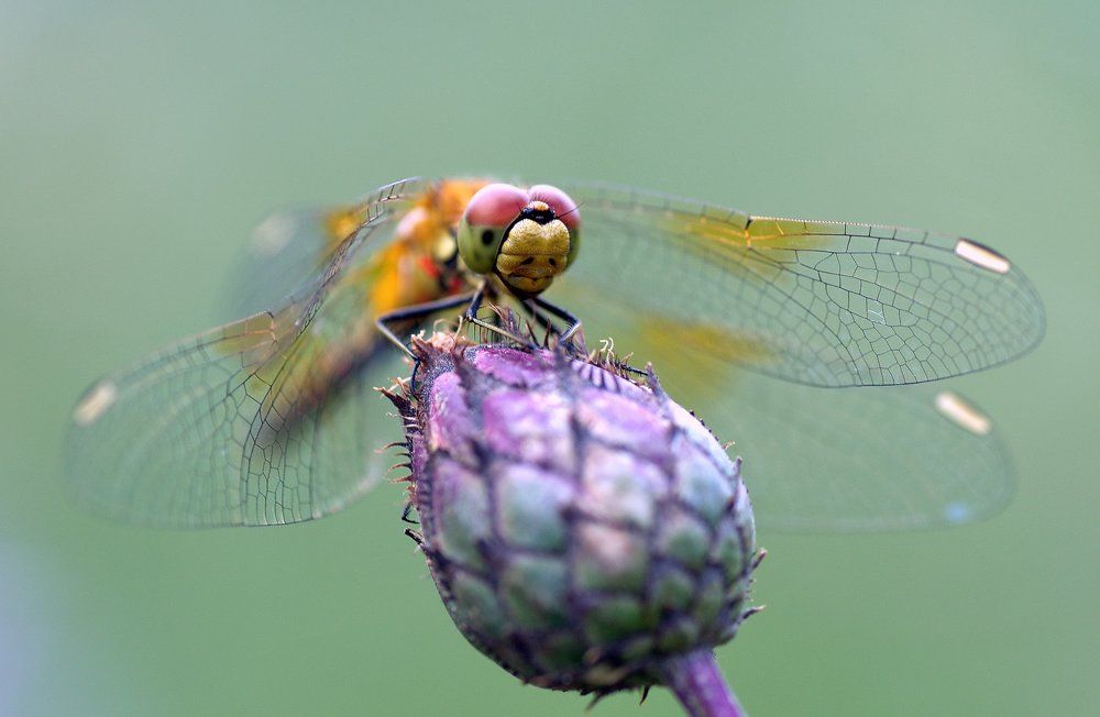 Стрекоза  отдыхает