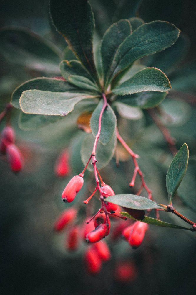 Ягоды осени