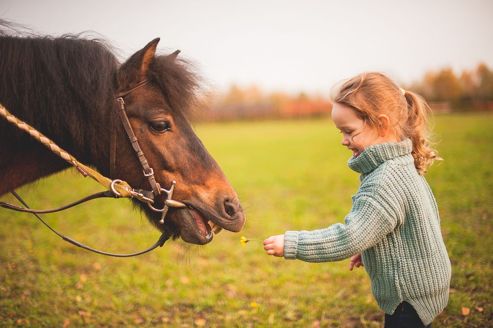 Кормление лошадки