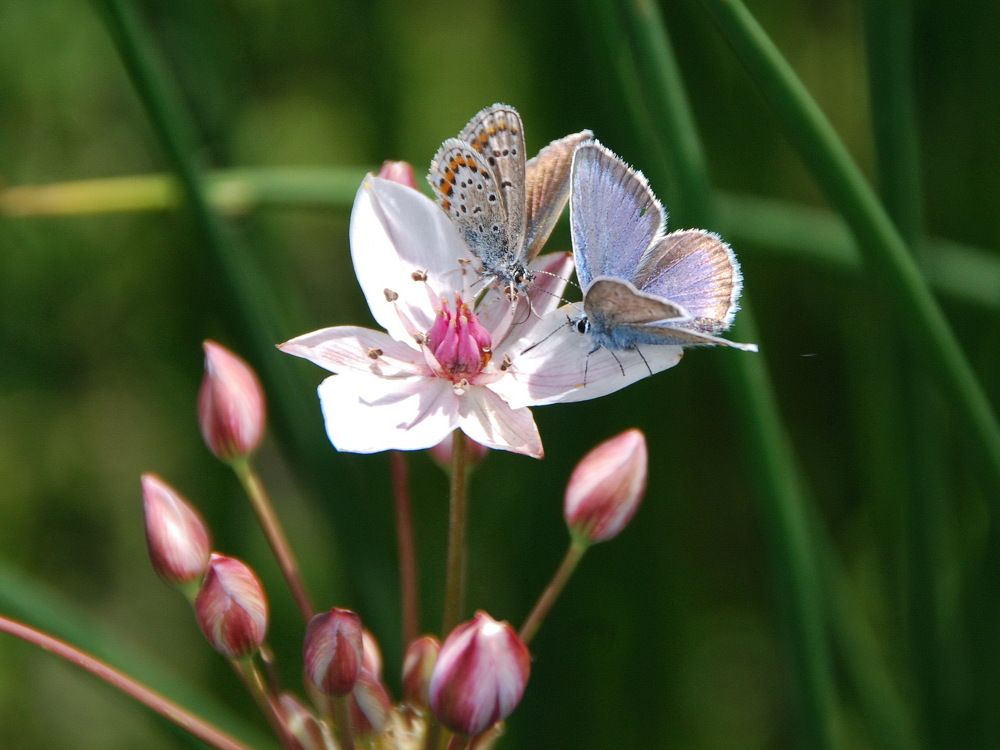 Первое свидание