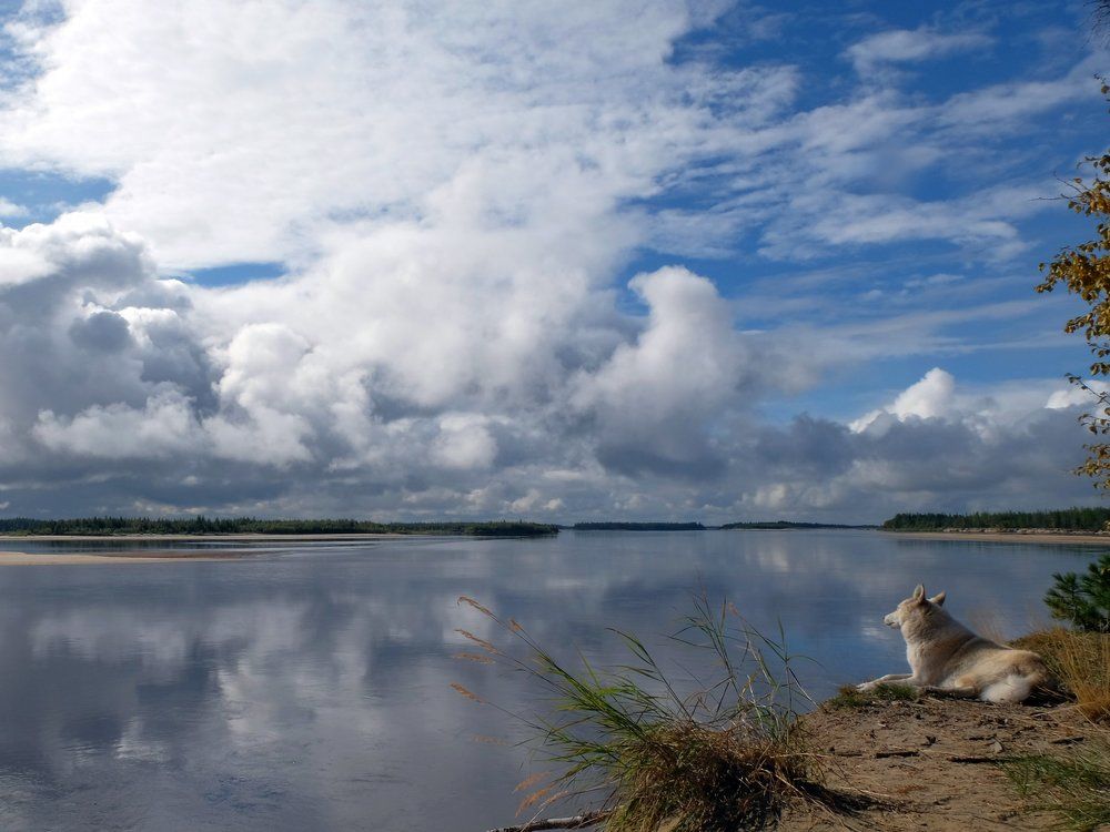 Белка на берегу