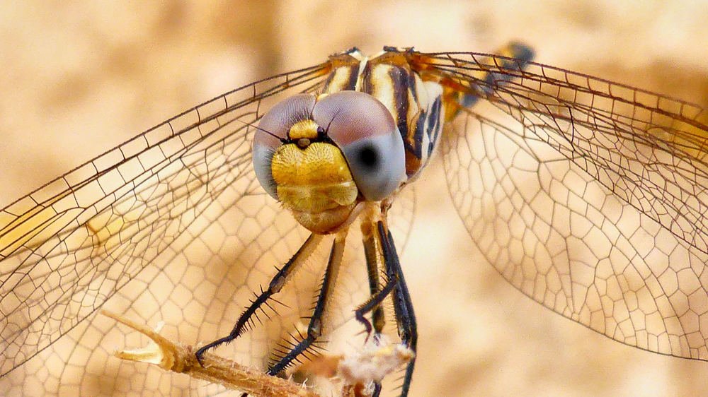 Dragonfly
