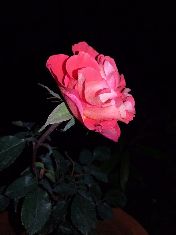 MID NIGHT ROSE