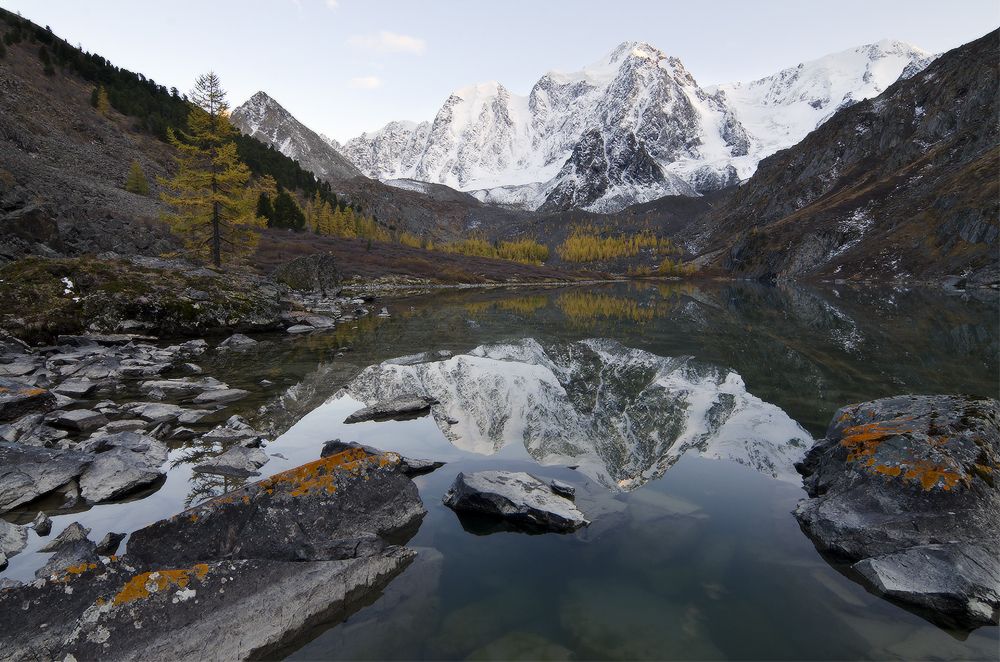 шавлинская классика