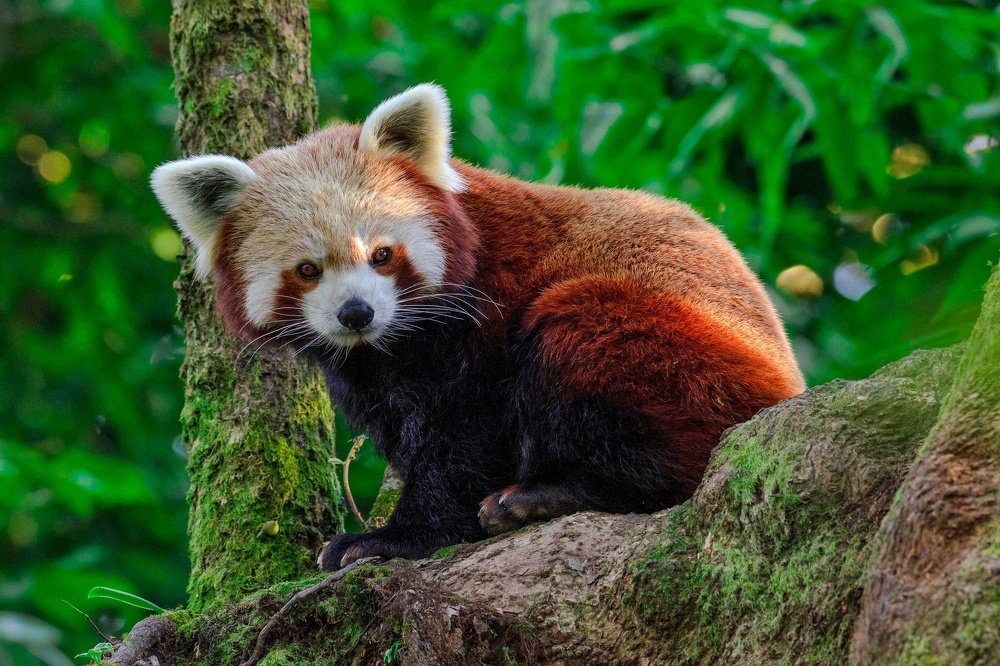 The Red Panda