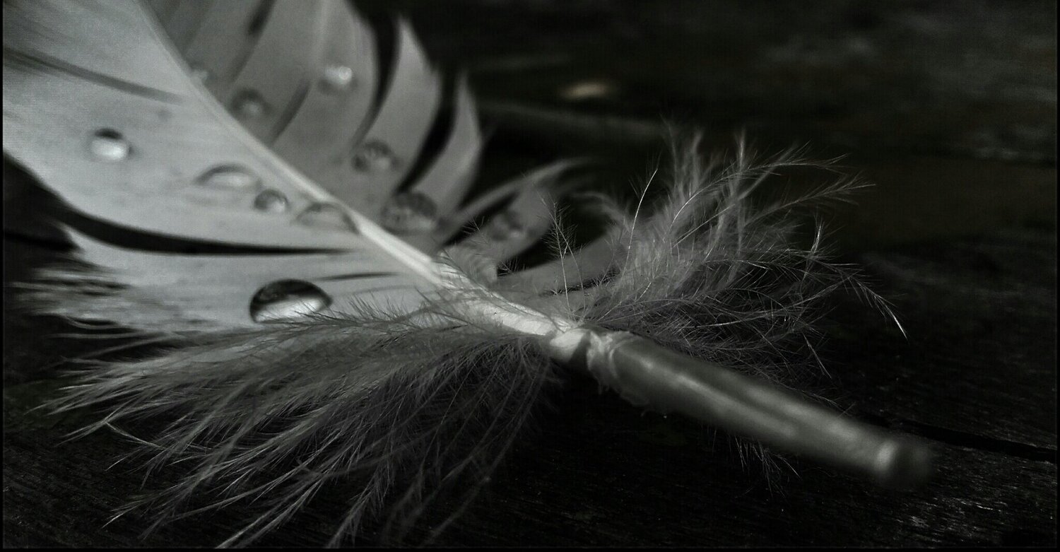 feather with water