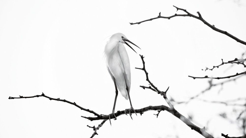 Снежная королева