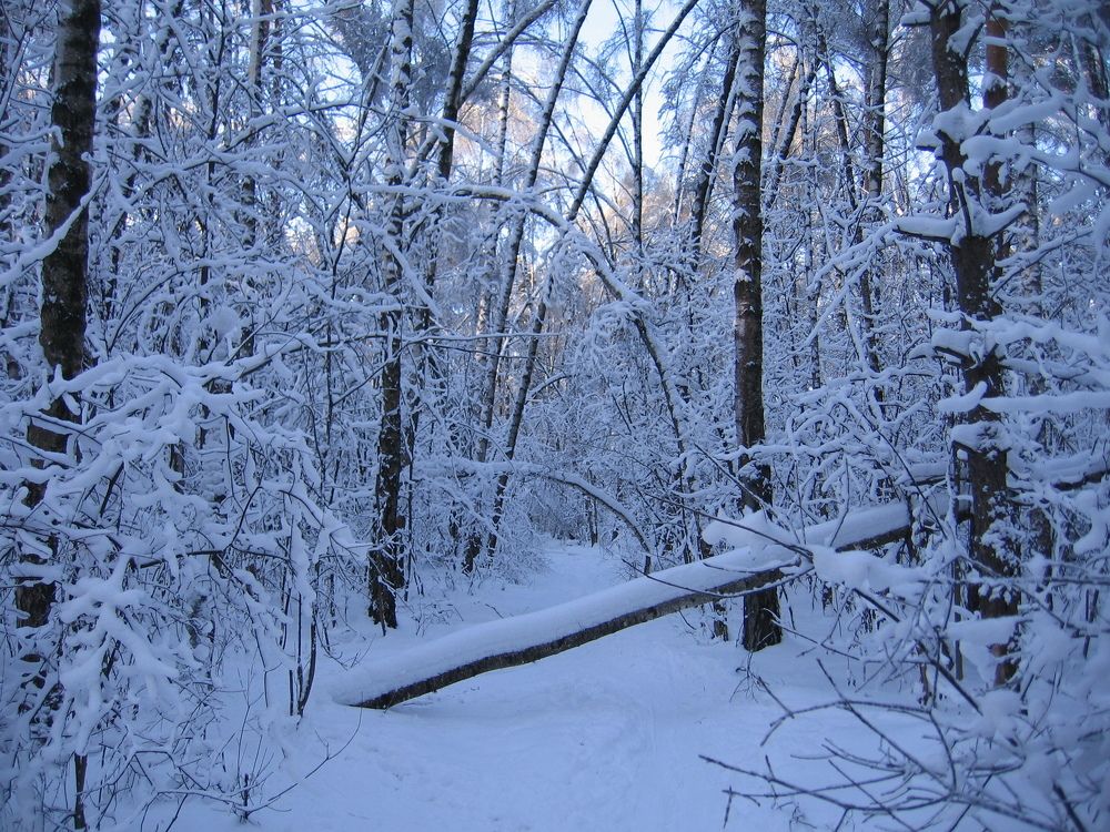 Зимняя сказка