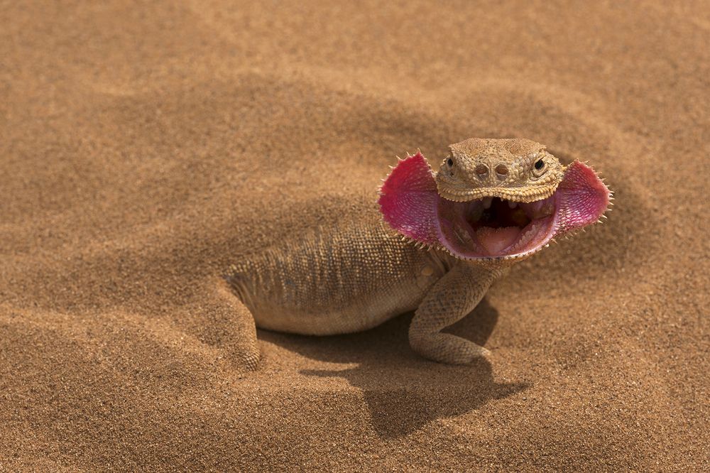 В позе угрозы