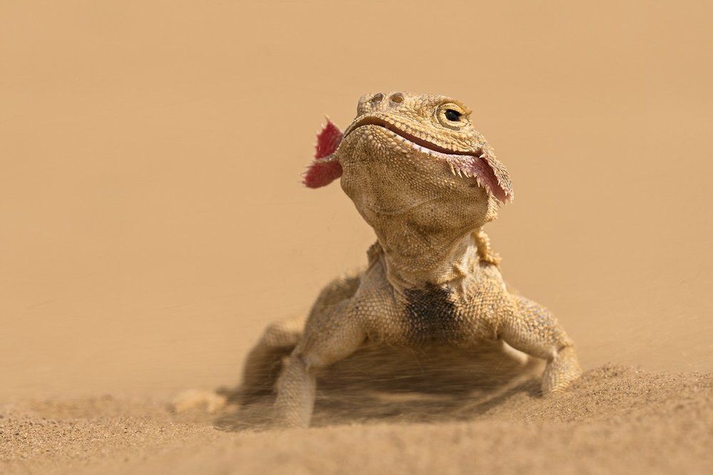 Песчаная красавица