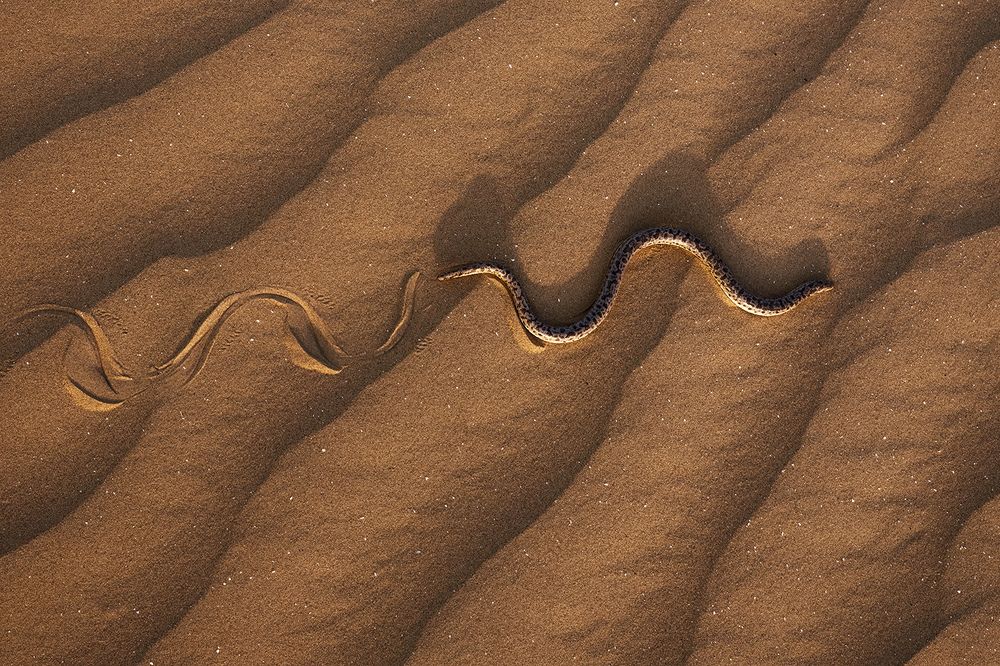 Скользя по песчаным волнам