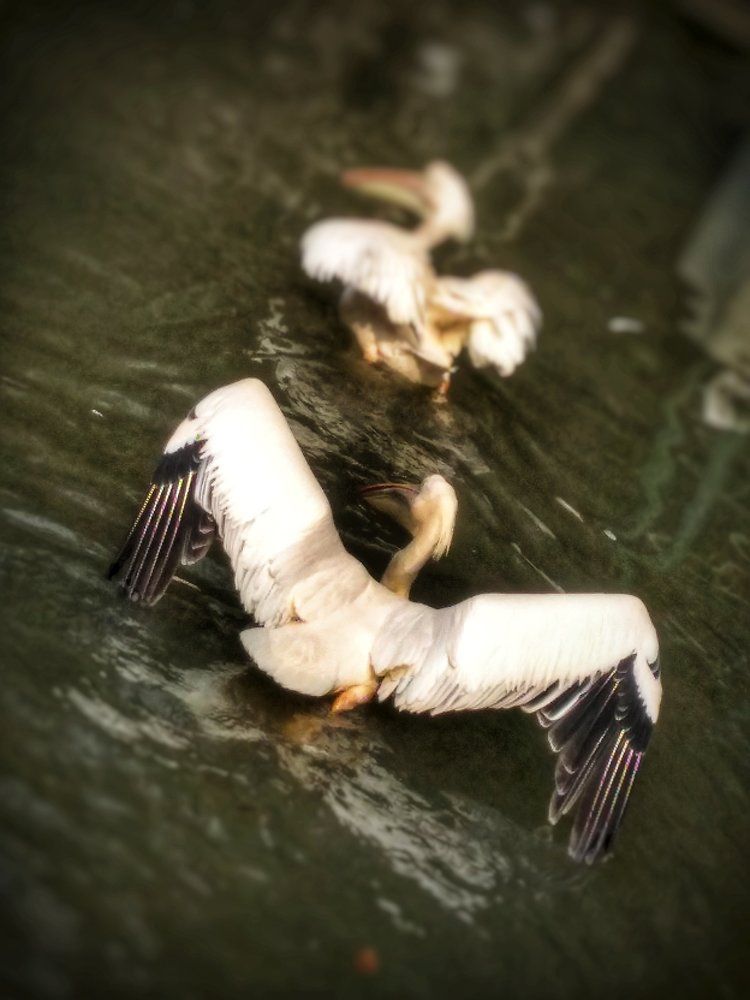 Flying duck