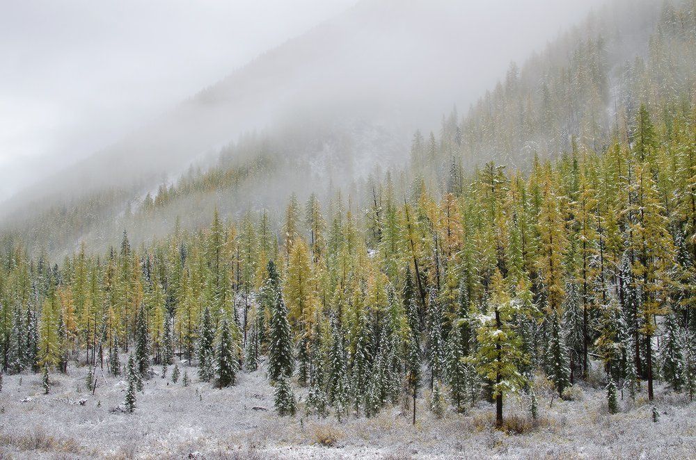 шавлинский калейдоскоп
