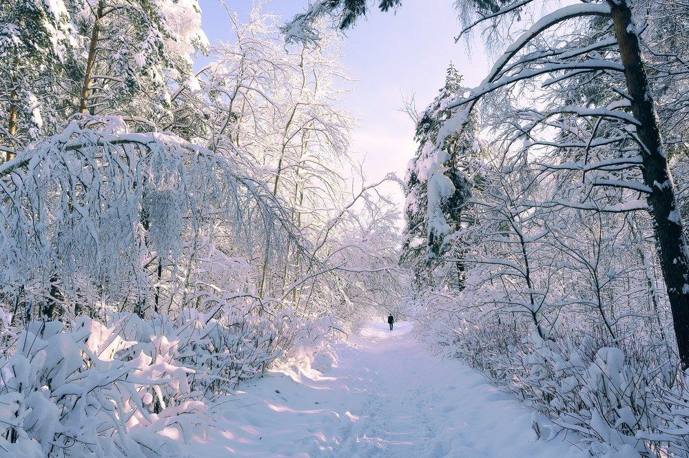 Бутовский лес