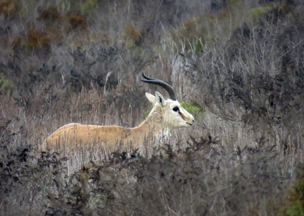 Джейран (самец)