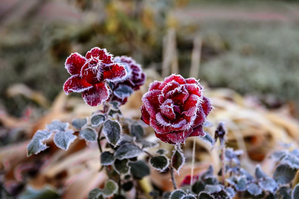 Первые заморозки