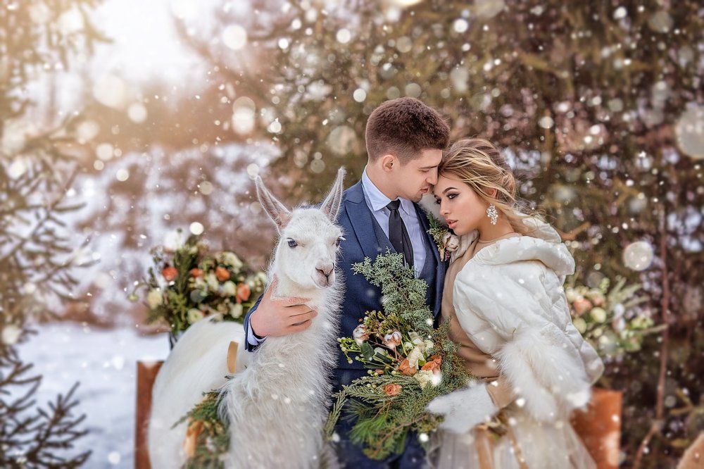 Молодожены и лама