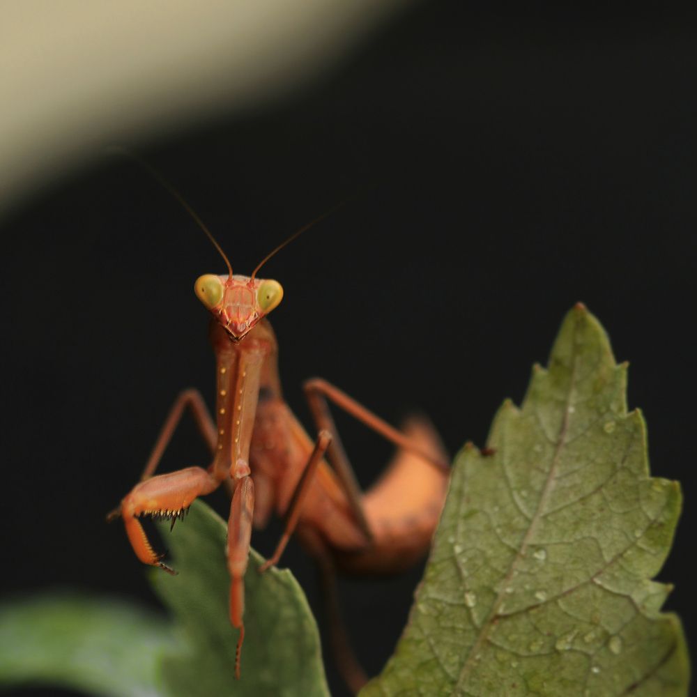 Богомол Осенний