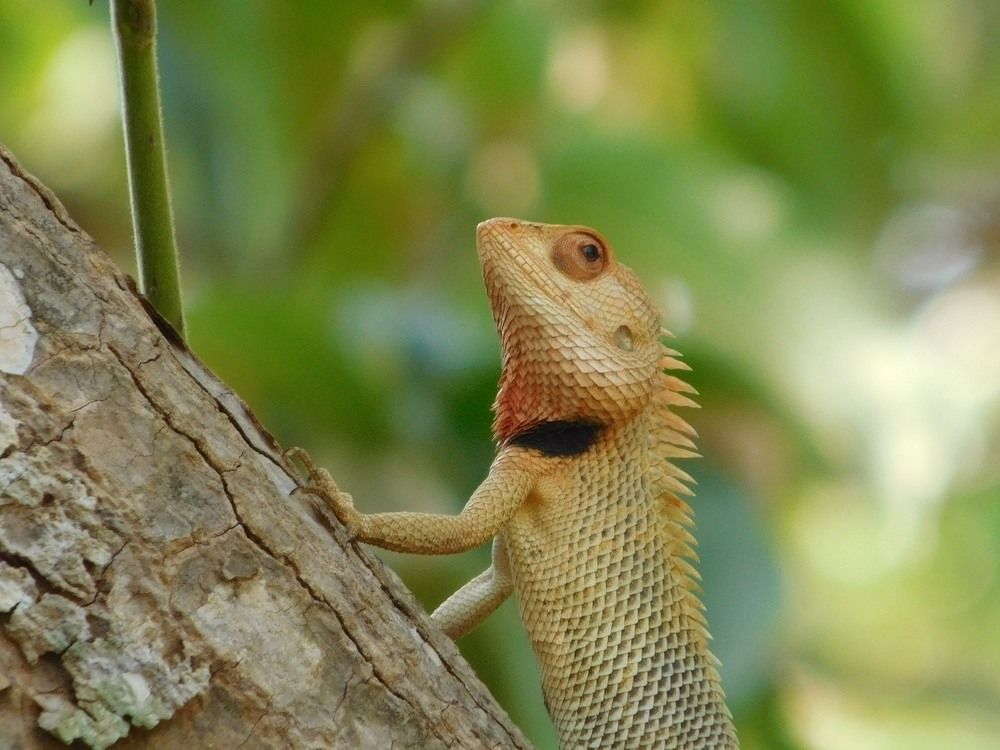 Garden lizard