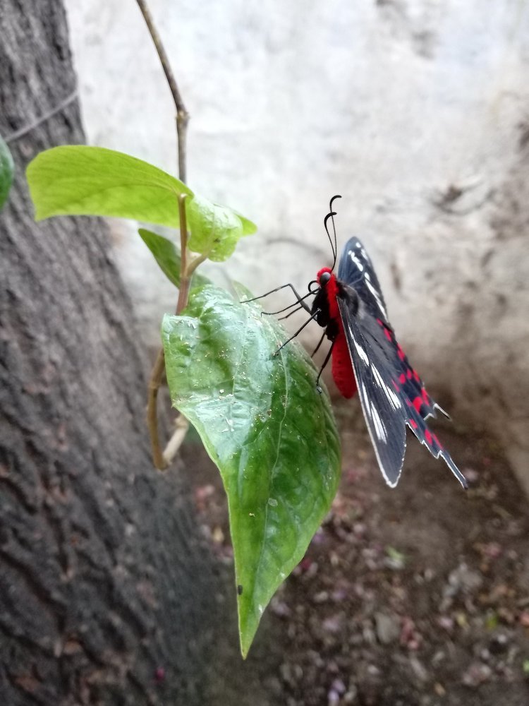 Betel Butterfly