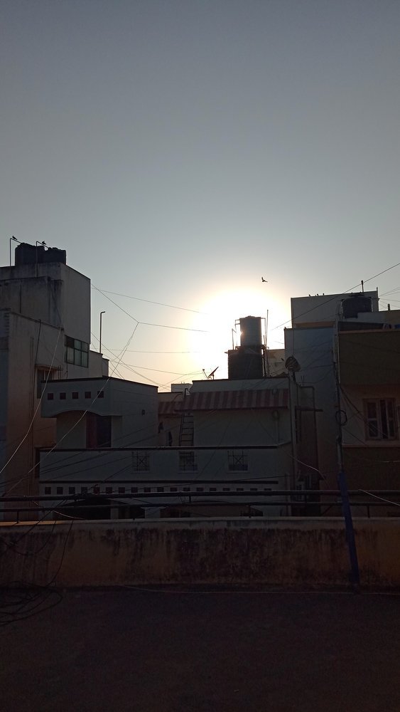 Sun loves pigeon