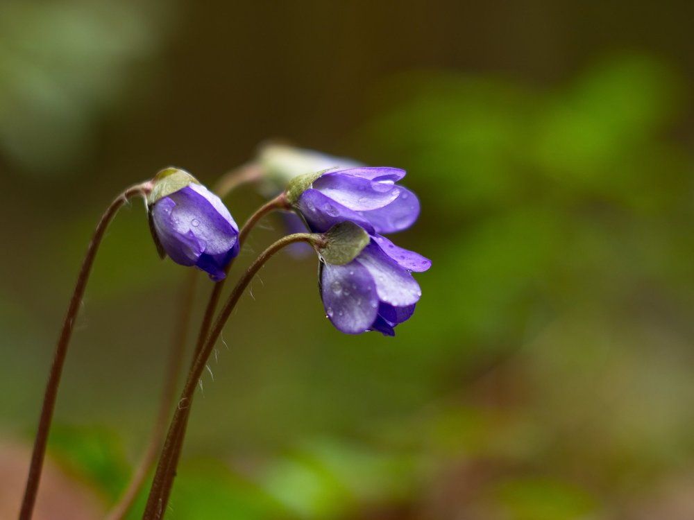 После дождя (After the rain)
