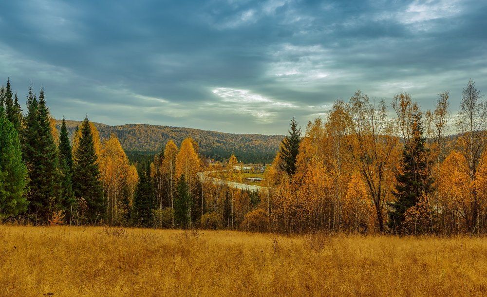 Золотые разливы сибирской тайги.