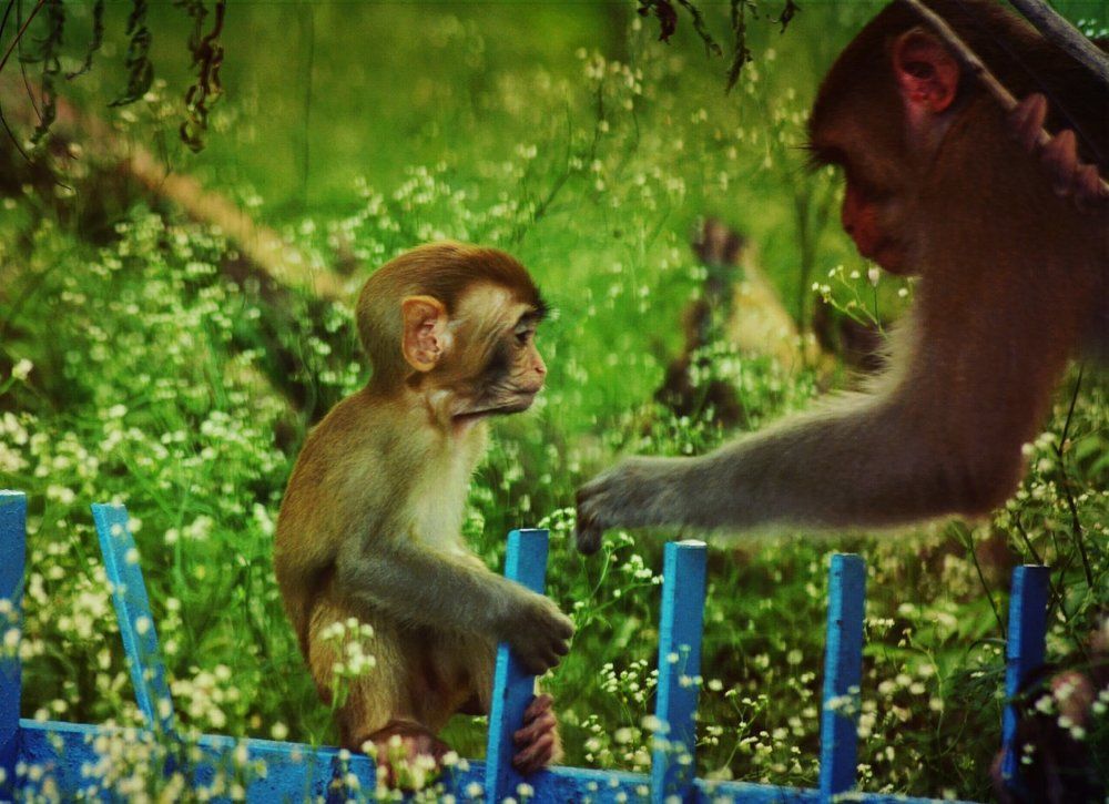 Animals love and care