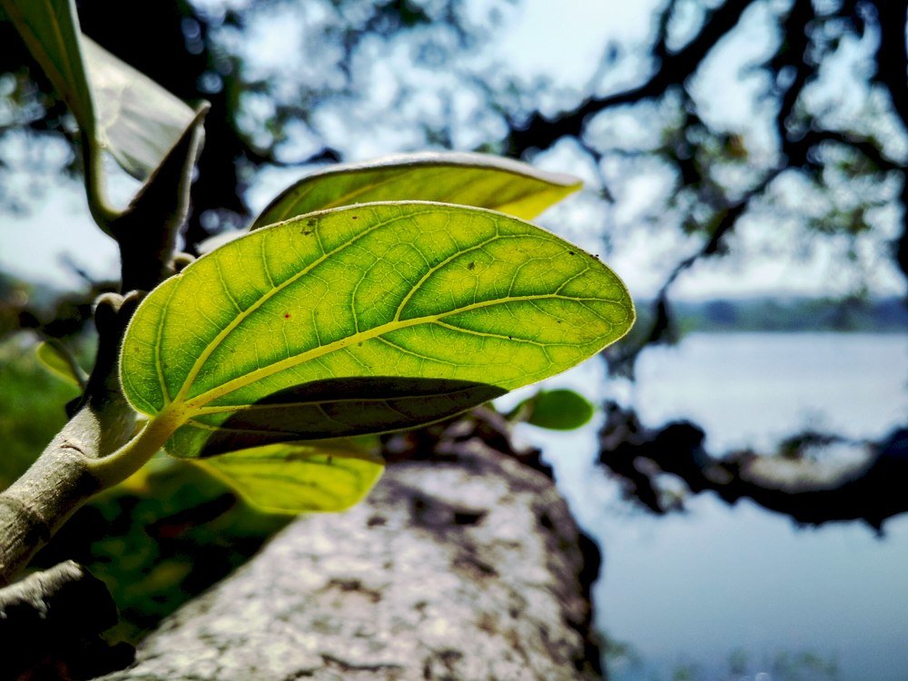 Leaf In Nature