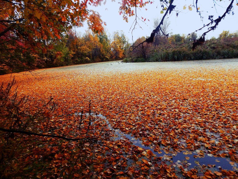 Золотая осень