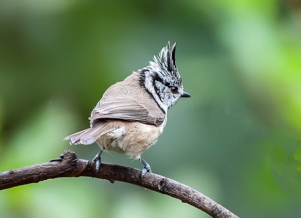 Хохлатая синица,гренадерка