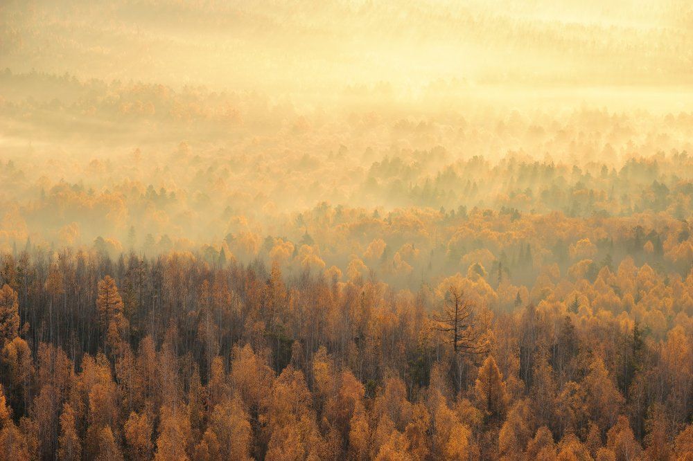 Золото осени