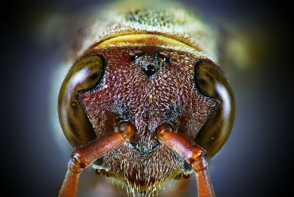 Eyes of wasp very close look.......