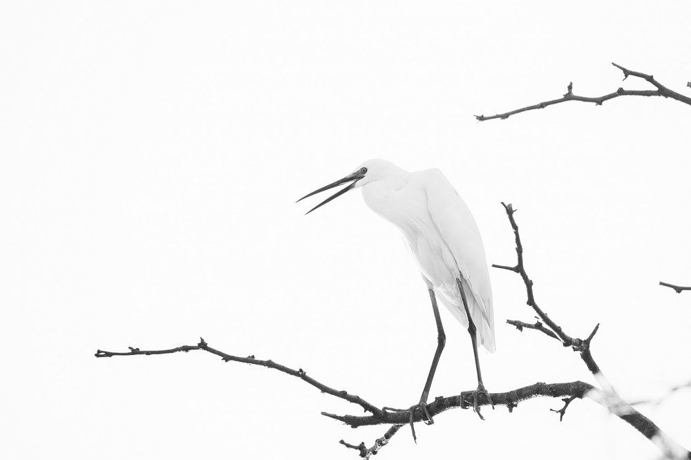 Снежная королева